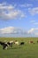 Prairie, cattle, sky, cloud