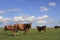 Prairie, cattle, sky, cloud