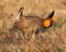 Prairie chicken