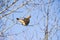 A prairie chicken on a bare tree limb