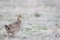 Prairie chicken vocalizing for female