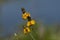 Prairie Coneflower blooms with blue background