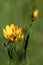 Prairie Coreopsis  39229