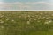 Prairie, covered with flowering stipa. The steppe in the spring season.