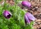 Prairie Crocus Or Anemone Patens