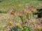 Prairie Crocus Or Anemone Patens