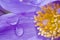 Prairie Crocus Anemone patens with rain drops on it`s petals