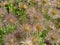 Prairie Crocus Or Anemone Patens Seed Heads