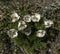 Prairie Crocus Flower Anemone Patens