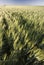 Prairie Crop with weeds