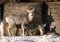 Prairie Deer Saskatchewan