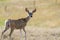 Prairie Deer Saskatchewan