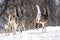 Prairie Deer Saskatchewan