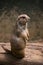 Prairie Dog