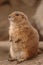 Prairie Dog