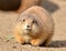 Prairie dog