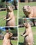 Prairie dog