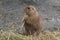 Prairie dog