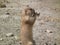 Prairie dog