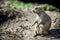 Prairie dog