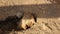 Prairie Dog Adult Alert at Burrow Entrance