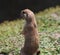 Prairie dog alert