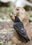 Prairie dog and bird