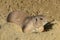 Prairie Dog on burrow