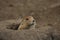 Prairie dog in burrow