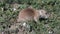 Prairie Dog Burrows Into Green Brush