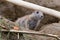 Prairie dog checking out