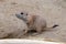 Prairie dog checking out