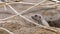 Prairie dog checking out