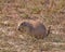 Prairie dog checking out the tourists.