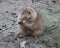 Prairie dog chewing