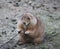 Prairie dog chewing