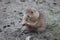 Prairie dog chewing