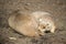 Prairie dog chewing another one`s tail