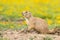 Prairie dog in colorful field