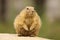 Prairie dog covered with sand standing upright