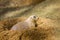 Prairie Dog - Cynomys - Hidden in Hole.