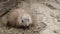 A prairie dog cynomys ludovicianus