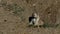 Prairie dog, Cynomys ludovicianus, at burrow entrance