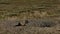 Prairie dog, Cynomys ludovicianus, at burrow entrance