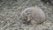 A prairie dog Cynomys ludovicianus is eating dry grass