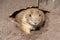 Prairie dog Cynomys ludovicianus looks out of his own burrow