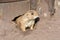 Prairie dog Cynomys ludovicianus looks out of his own burrow