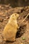 Prairie Dog, Cynomys ludovicianus, standing upright next to burrow entrance