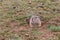 Prairie dog cynomys ludovicianus sticking out from a burrow.