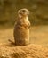Prairie dog Cynomys ludovicianus on the watch looking tired